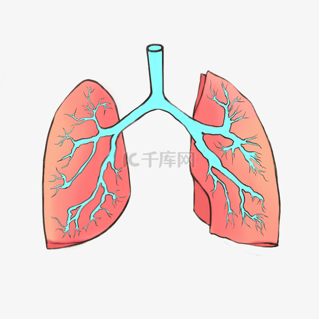 人体器官肺部插画