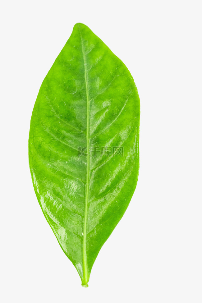 绿色茶叶叶片