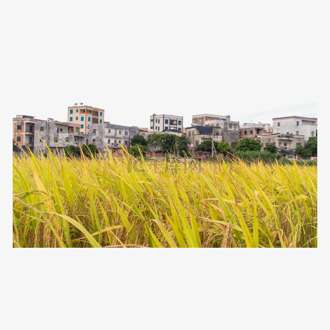 农村水稻稻子