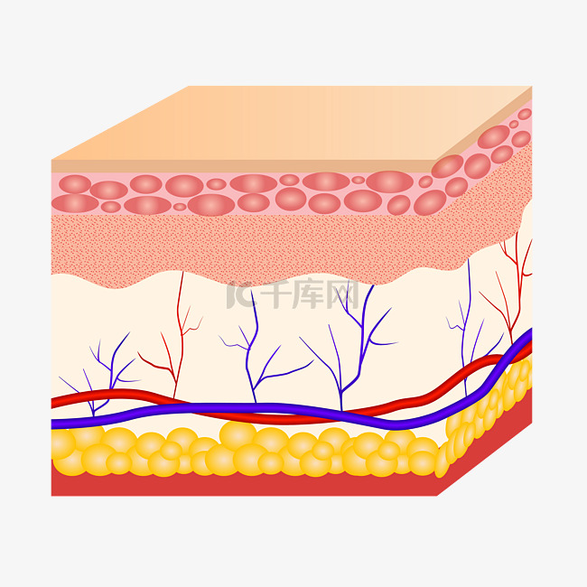 皮肤组织表皮肌肤毛孔毛囊结构医