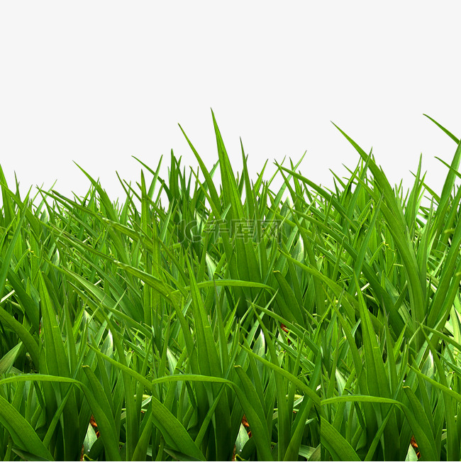 绿色小草草地