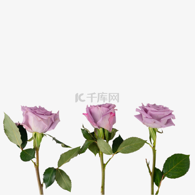 情人节紫玫瑰玫瑰花