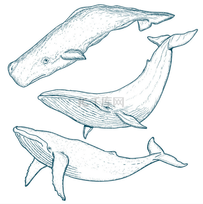 鲸鱼设置驼背鲸蓝鲸抹香鲸