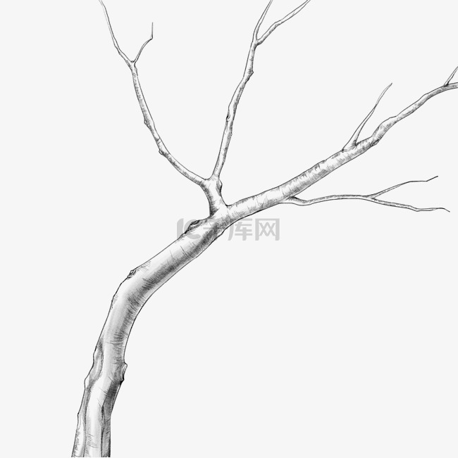 线描素描树木树枝