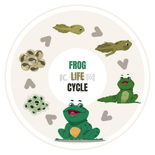 青蛙的生命周期。