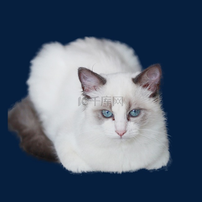 宠物布偶猫猫咪白猫长毛