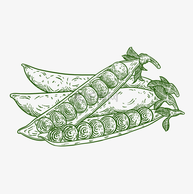 铜版画绿色线描蔬菜豌豆豆角