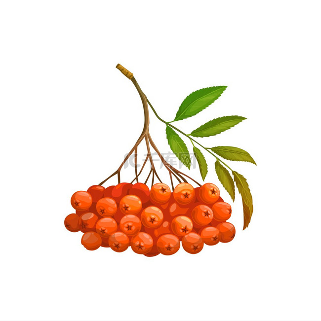 罗文浆果或浆果束孤立的现实图标