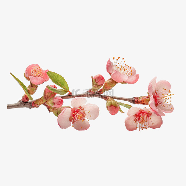 春天春季花卉摄影樱花桃花设计素