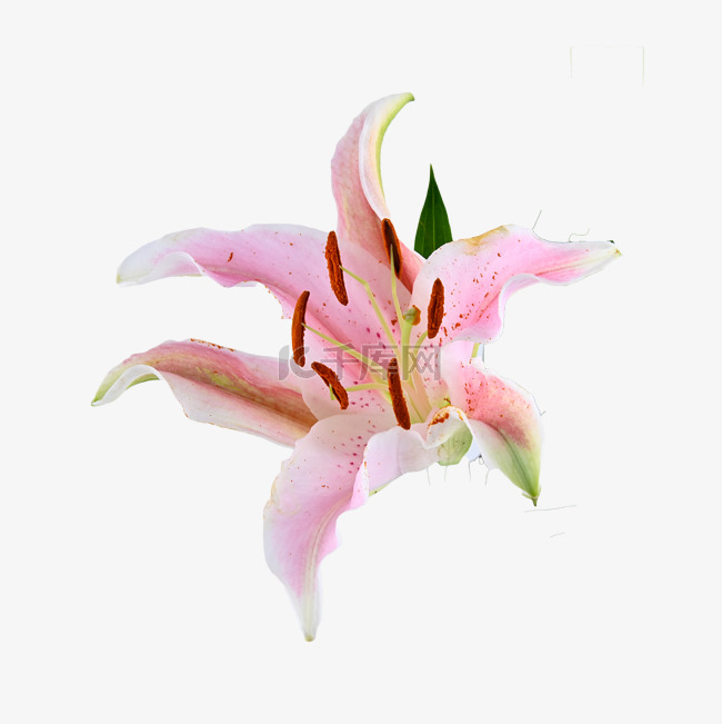 粉色百合装饰花朵盆栽