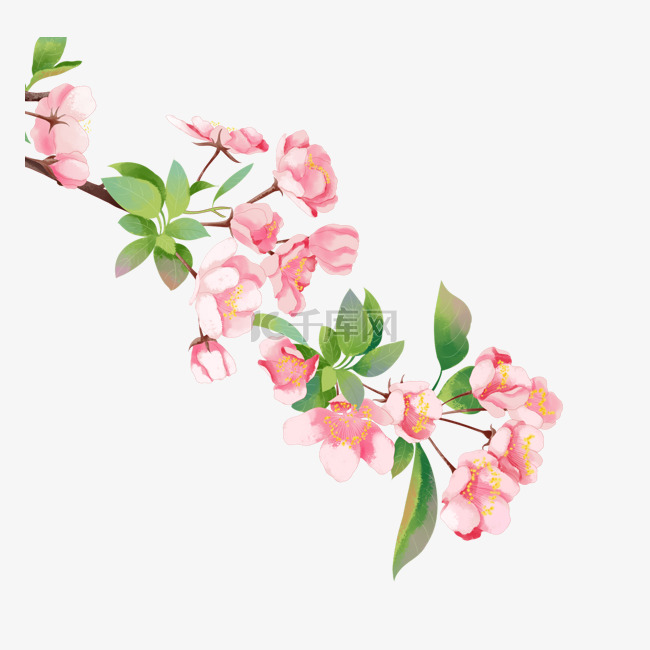 水彩海棠花