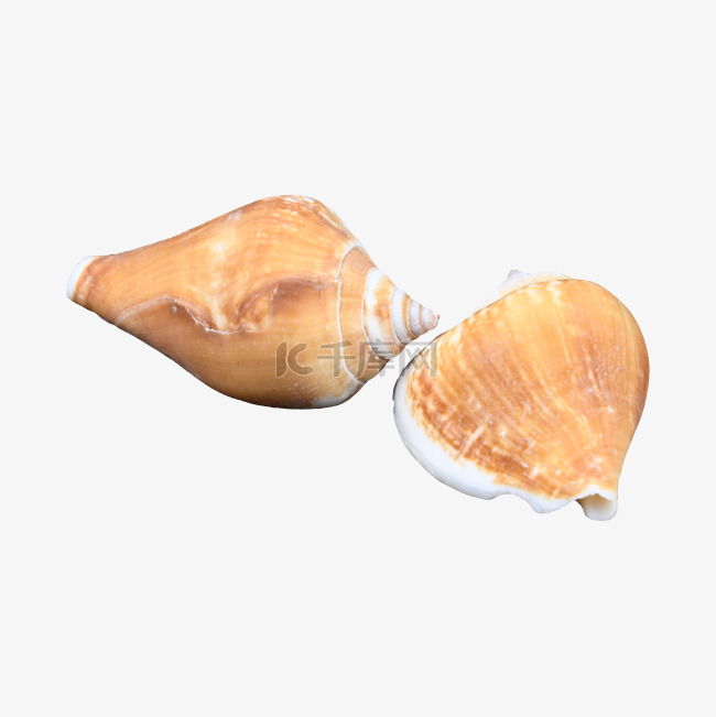 摄影图贝类沙滩海螺