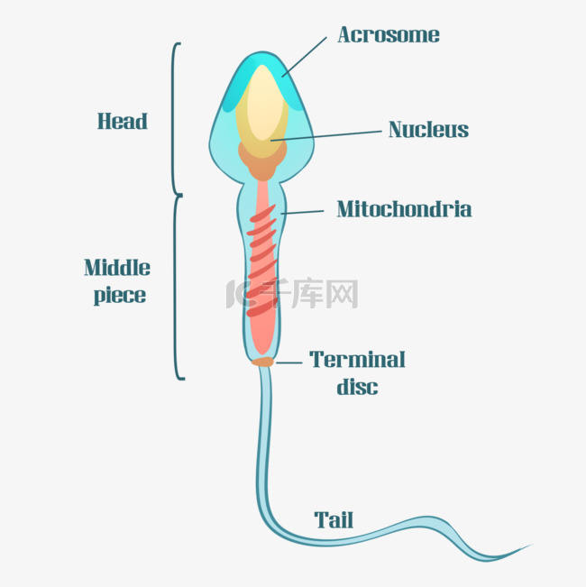 精子细胞生命科学生物学插图