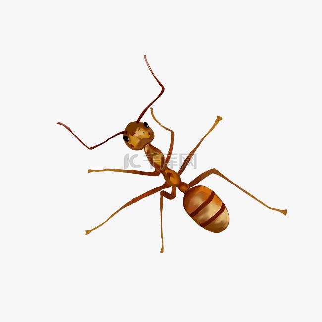 写实昆虫蚂蚁