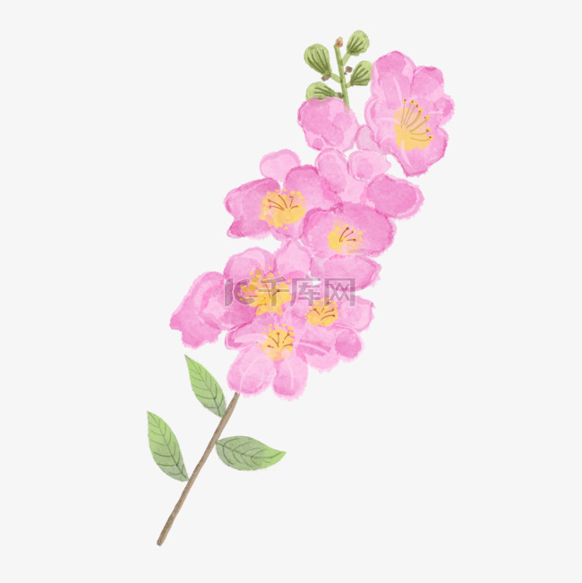 紫薇花树水彩风格花卉