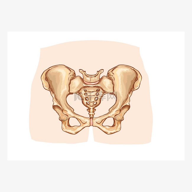 骨盆带标记的图