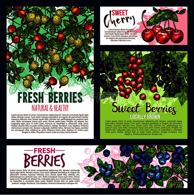 新鲜农产品的水果和浆果横幅。