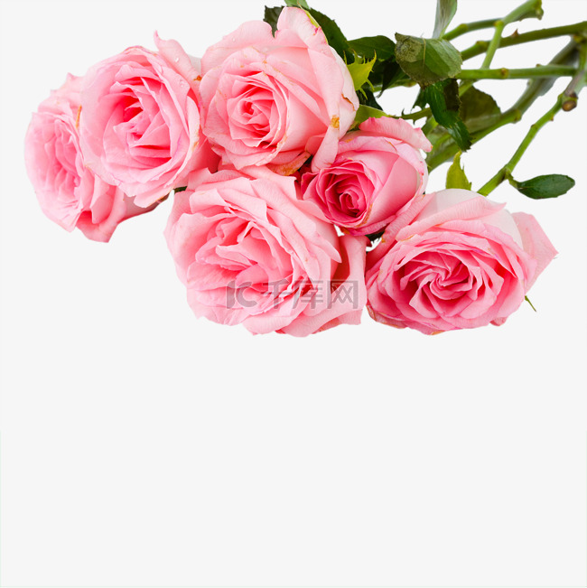 粉色玫瑰鲜花免抠摄影花朵花装饰