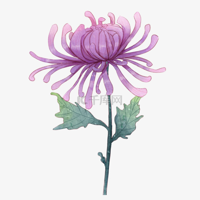 水彩紫色菊花花束