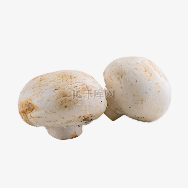 白蘑菇有机野生白口蘑