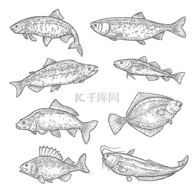 海洋和海洋鱼类动物的矢量草图。