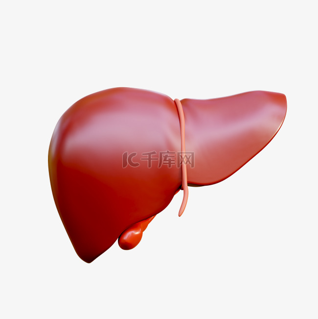 3D立体内脏器官肝脏