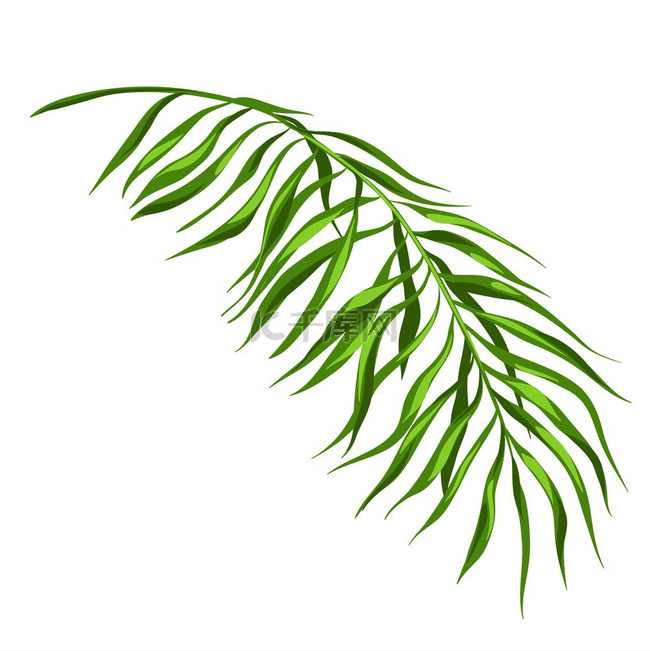 棕榈枝的样式化插图用于设计和装