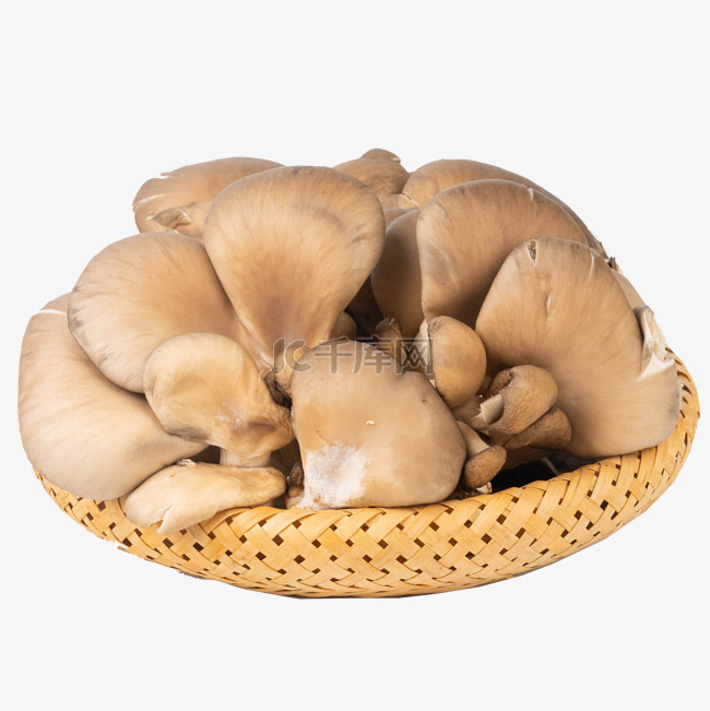 新鲜蘑菇平菇