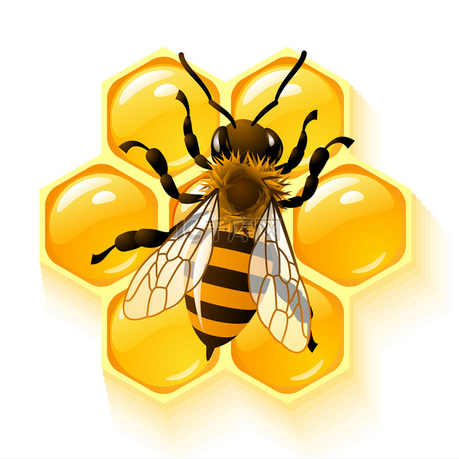 矢量蜜蜂和蜂窝