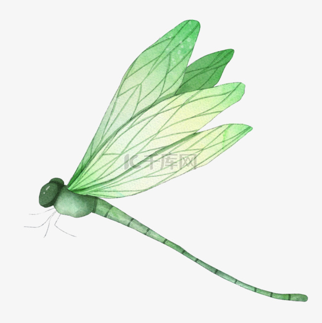 昆虫绿色蜻蜓水彩