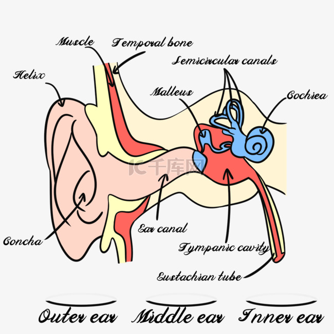 人耳结构解剖医学插图