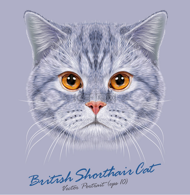 英国短猫动物可爱的脸。向量愉快