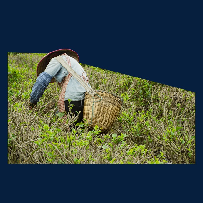 女工人在茶园里采茶