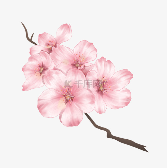 樱粉色樱花花朵花团