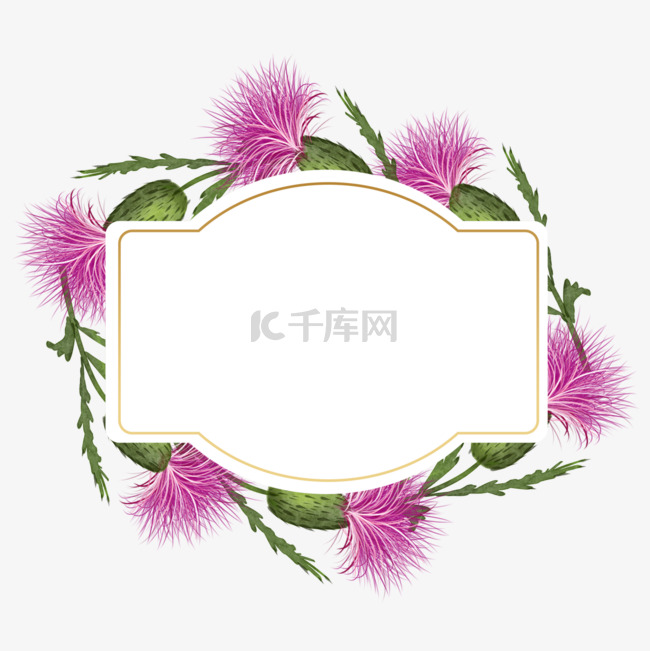 蓟花卉粉色水彩边框