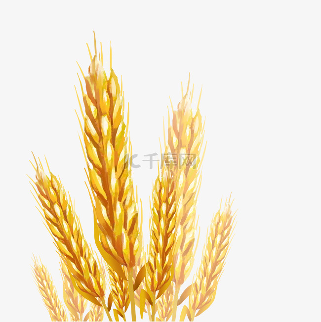 芒种成熟麦子
