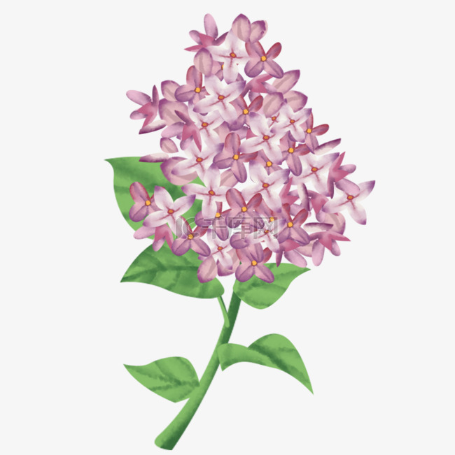 欧丁香粉紫色水彩风丁香花有绿叶