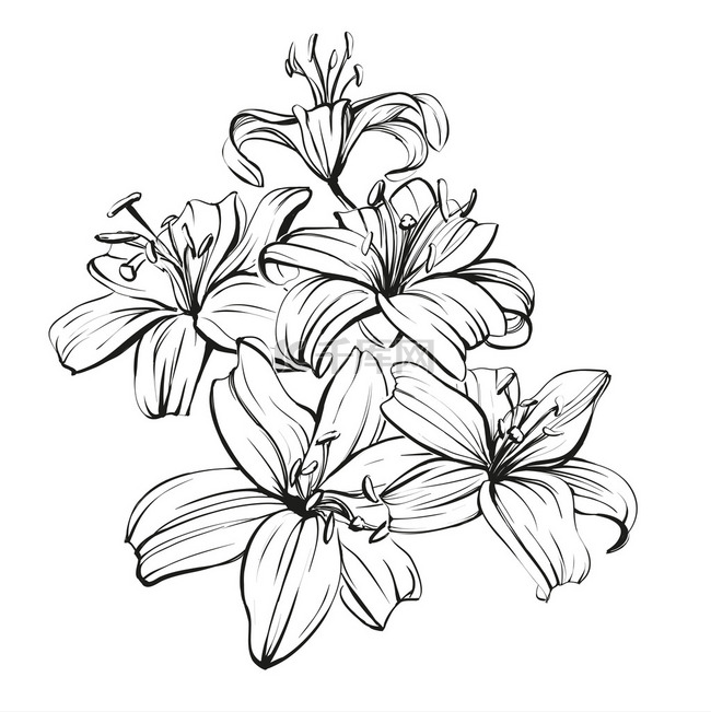 花盛开的百合花手绘制的矢量插图