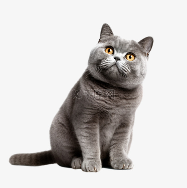 卡通3D英短蓝猫宠物猫咪免抠元素