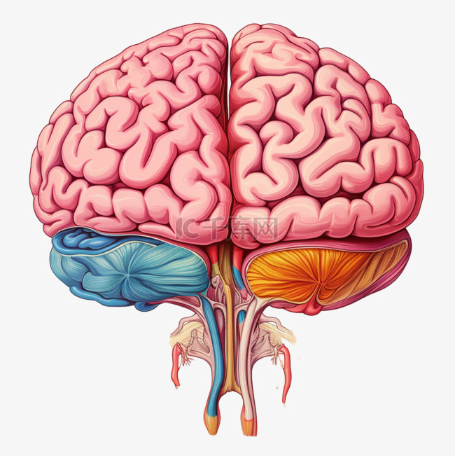 大脑模型人类器官手绘免扣装饰素