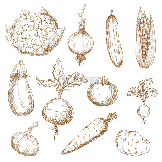 Fresh vegetables hand drawn sketches