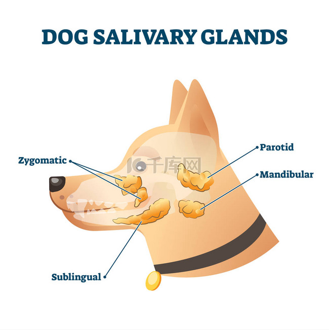 狗唾液腺载体图解。 动物解剖学