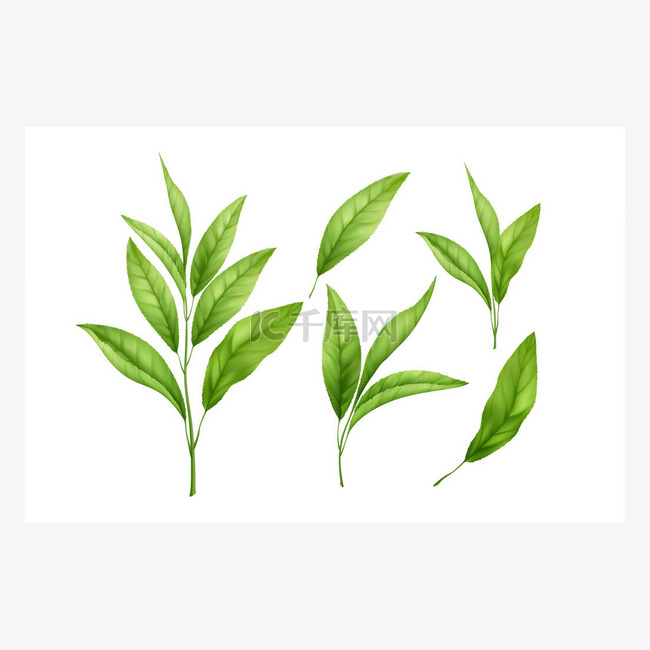 一套现实的绿茶叶和芽在白色的背