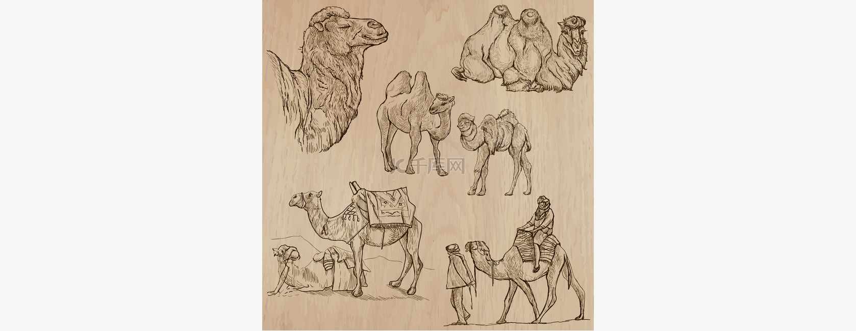 骆驼-手绘向量。转换