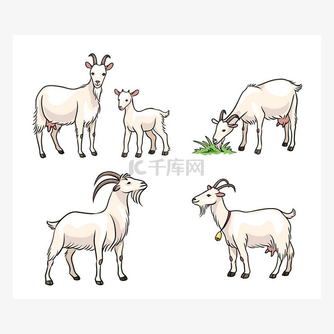 一组白山羊 - 矢量插图