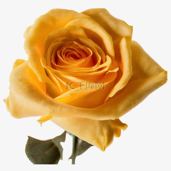 母亲节黄玫瑰
