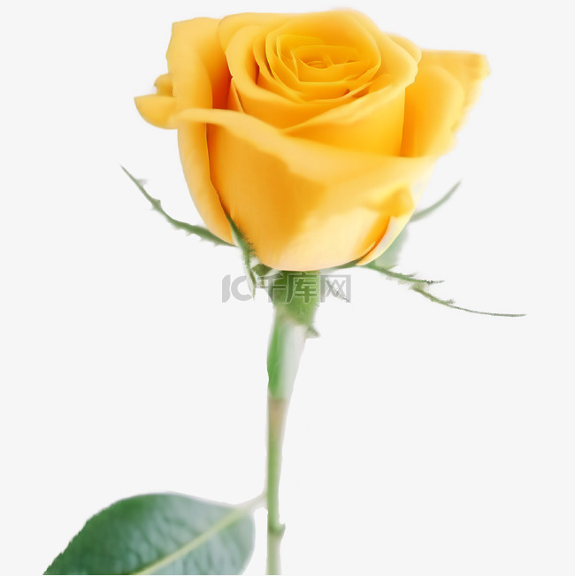 母亲节花朵黄玫瑰