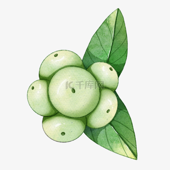 绿色橄榄枝果实