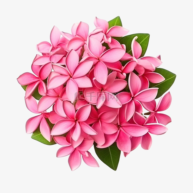 背景上的粉红色 ixora 花