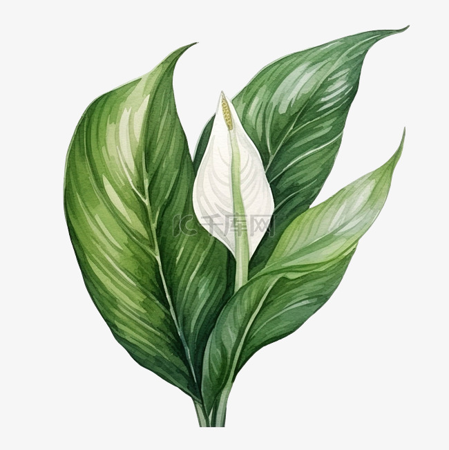 白鹤芋热带叶水彩插图